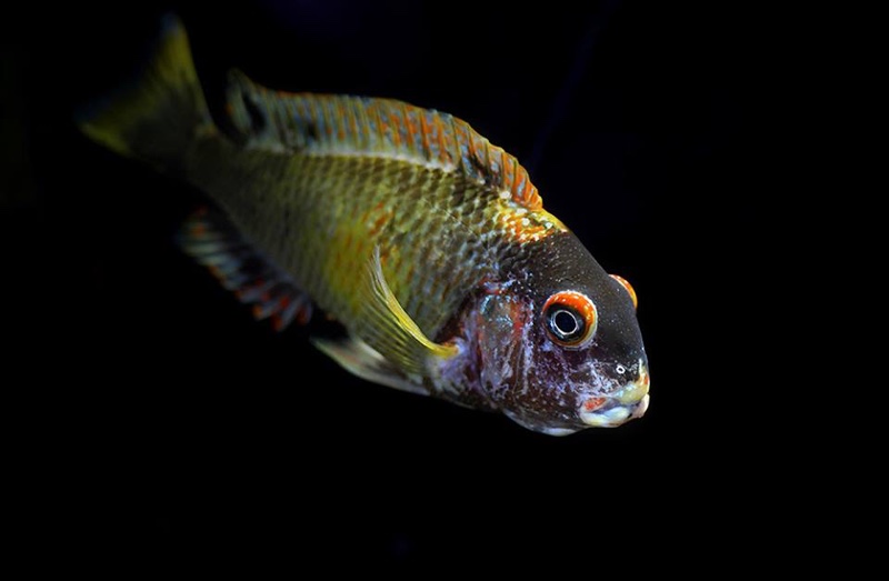 Tropheus moorii 'Kalambo Lodge' Kushangaza